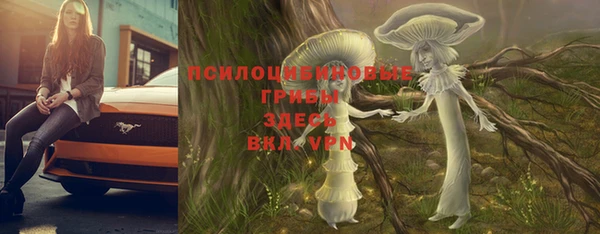 прущие грибы Новодвинск